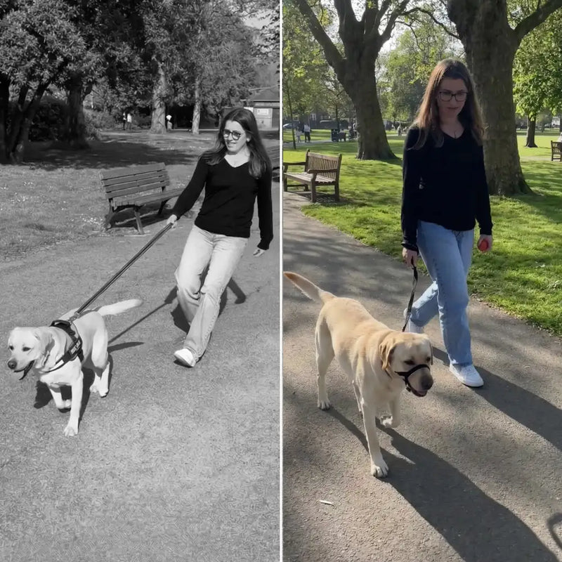Reflective No-Pull Dog Leash with Padded Handle