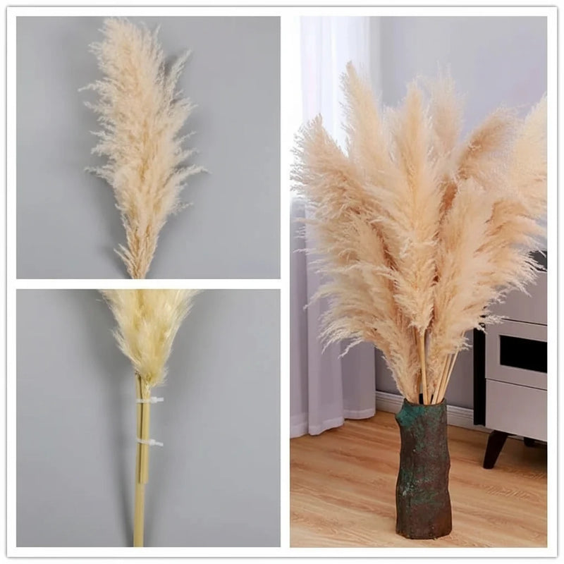 Decorative Pampas Grass Stems with Soft Feathery Texture
