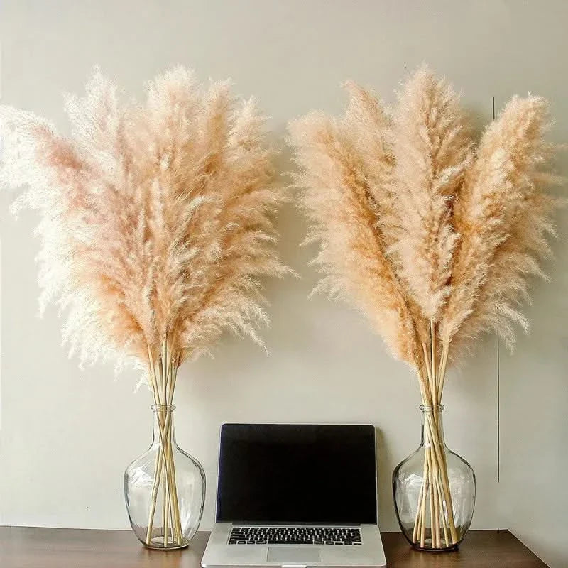 Decorative Pampas Grass Stems with Soft Feathery Texture