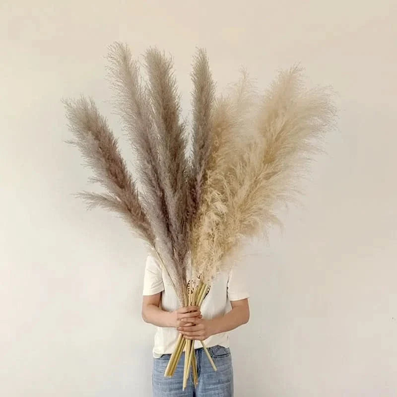 Decorative Pampas Grass Stems with Soft Feathery Texture