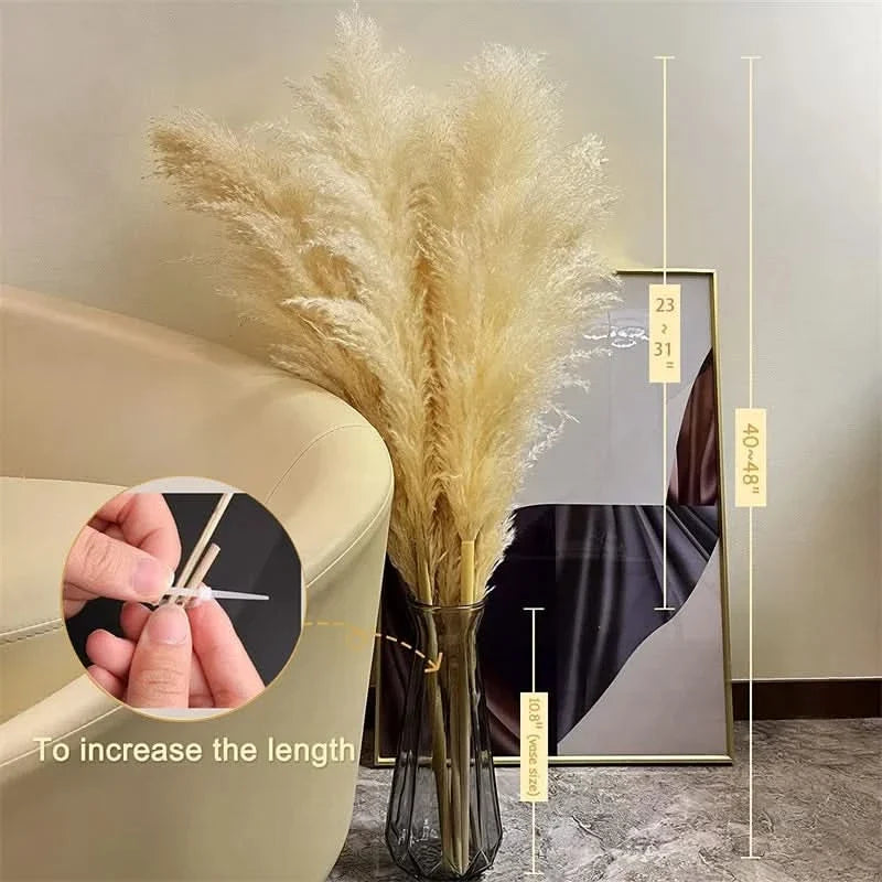 Decorative Pampas Grass Stems with Soft Feathery Texture