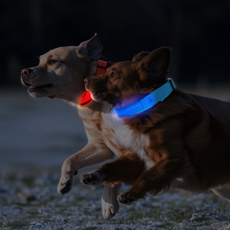 LED Dog Collar with Lighting – Visible and Safe at Night