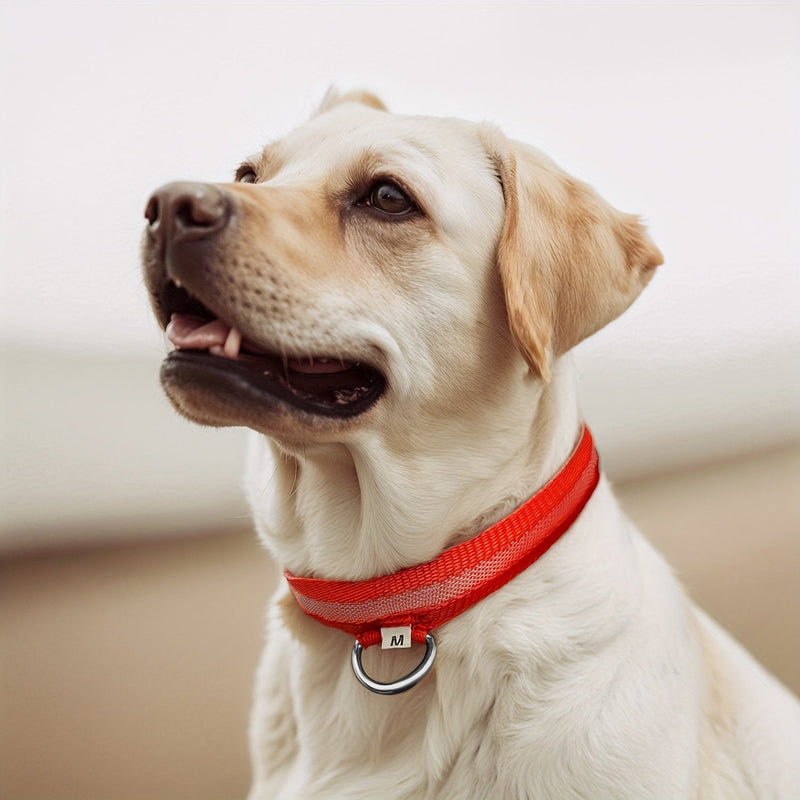 LED Dog Collar with Lighting – Visible and Safe at Night