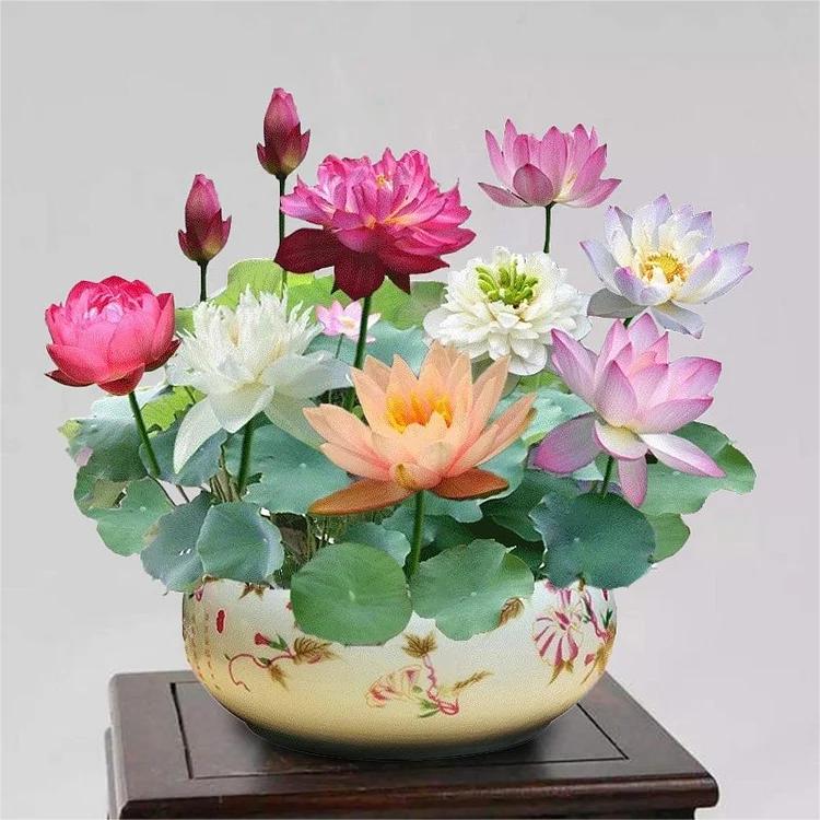 Lotus Flower Seeds for Water Gardens, Ponds and Indoor Growing