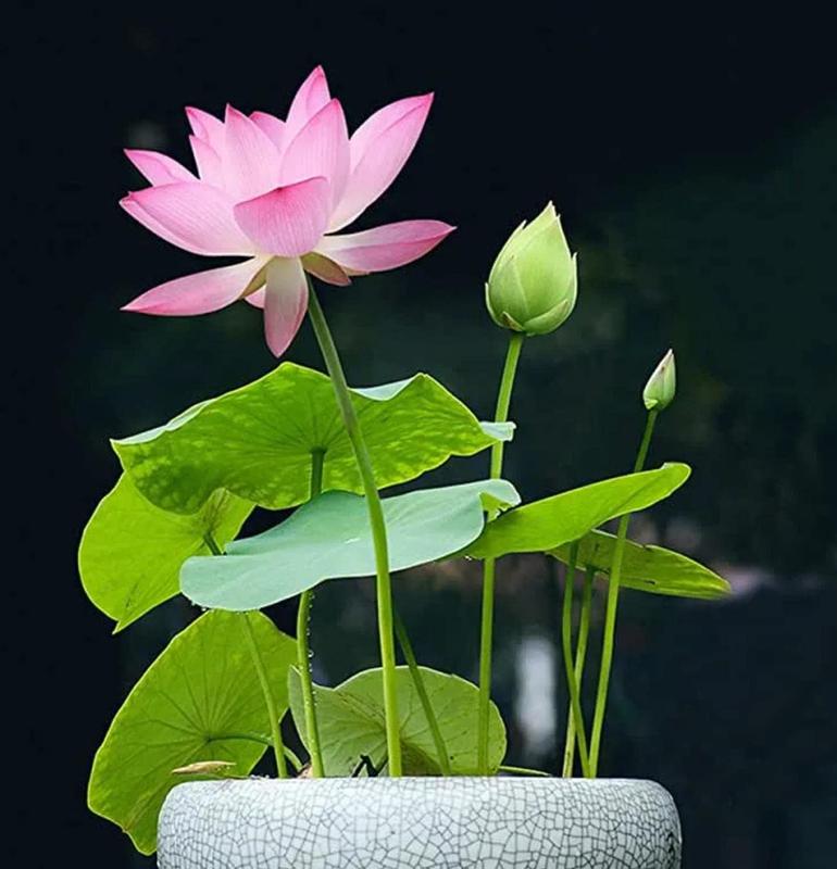 Lotus Flower Seeds for Water Gardens, Ponds and Indoor Growing