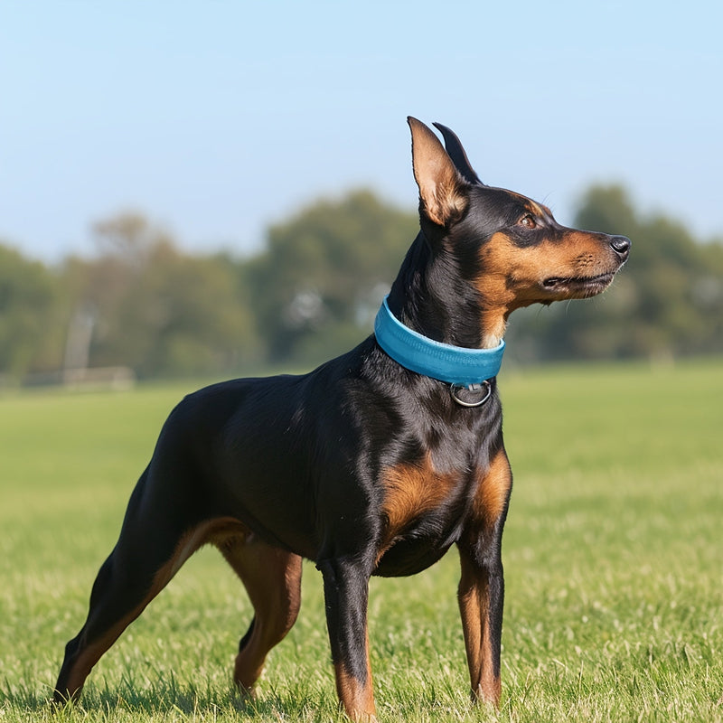 LED Dog Collar with Lighting – Visible and Safe at Night