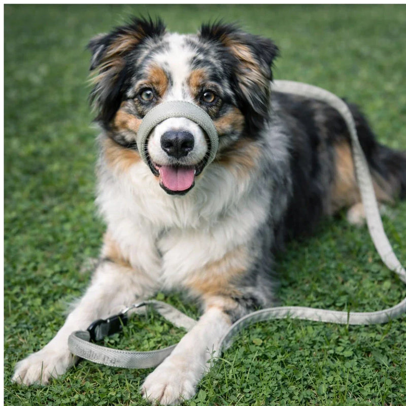 Reflective No-Pull Dog Leash with Padded Handle