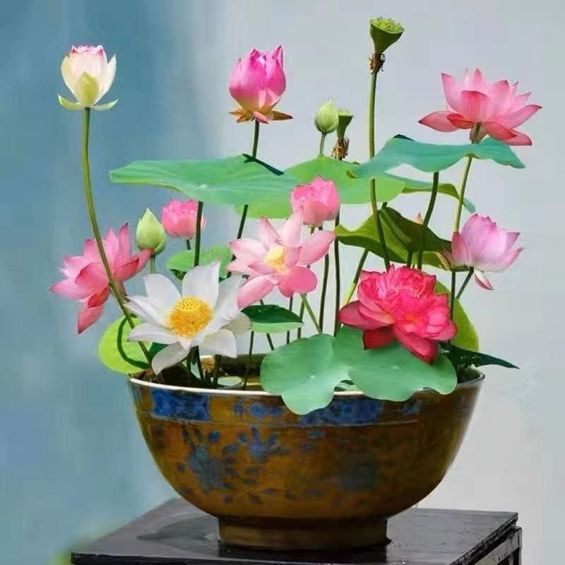 Lotus Flower Seeds for Water Gardens, Ponds and Indoor Growing