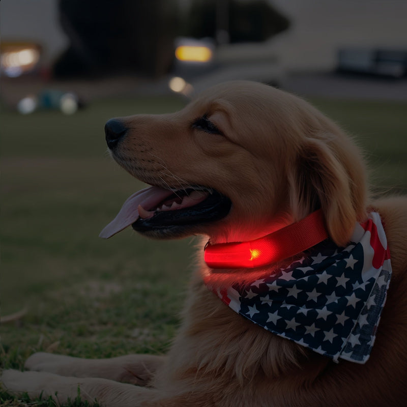 LED Dog Collar with Lighting – Visible and Safe at Night