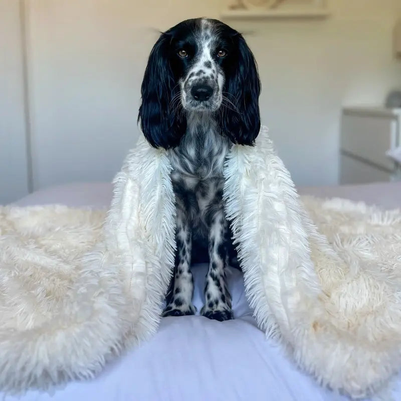 Plush Dog Blanket with Soft Fibres – Comfort and Security for Dogs