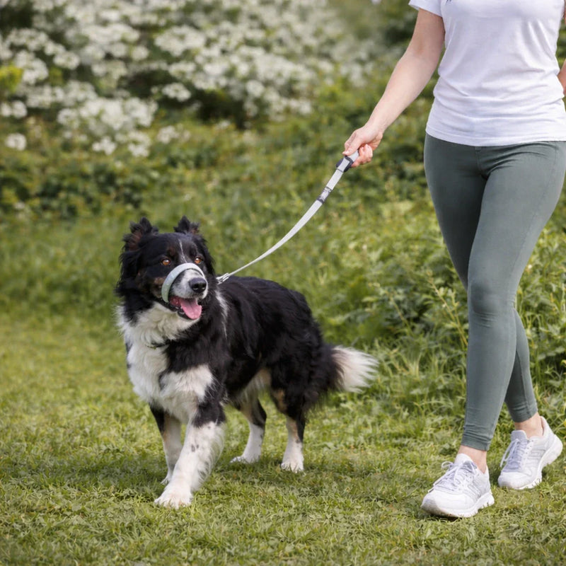 Reflective No-Pull Dog Leash with Padded Handle