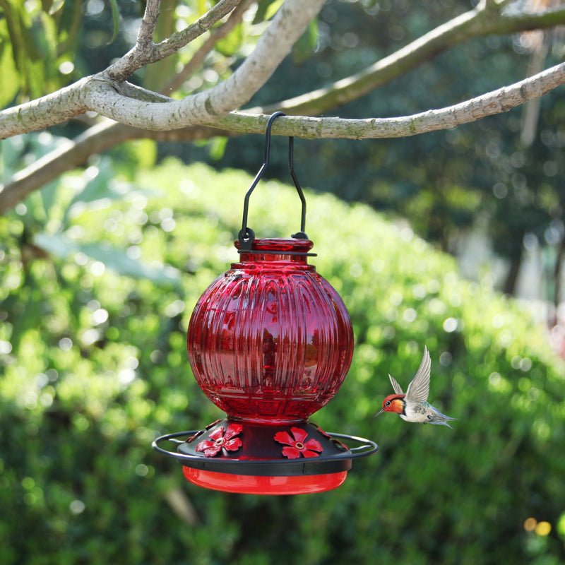 26 oz Gradient Glass Hummingbird Feeder with Circular Perch