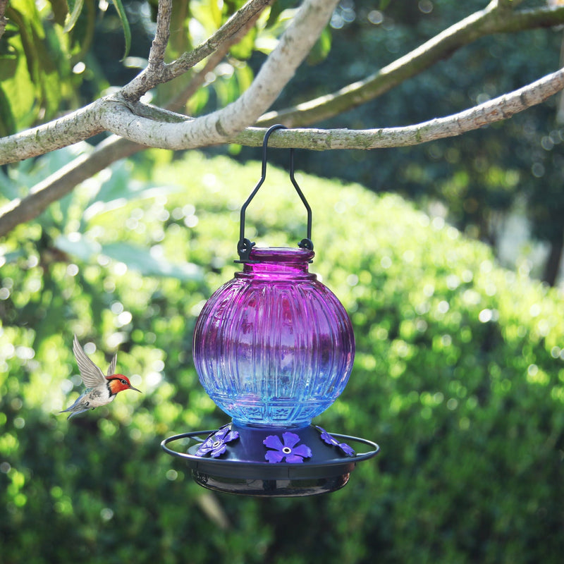 26 oz Gradient Glass Hummingbird Feeder with Circular Perch