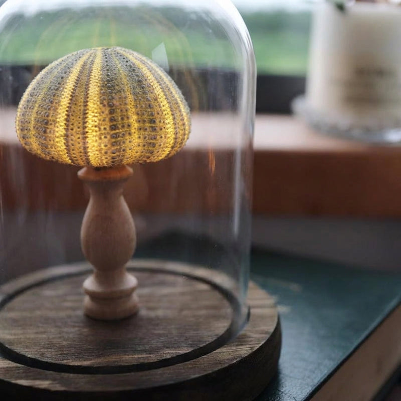 Maris Seashell Glass Dome Night Light