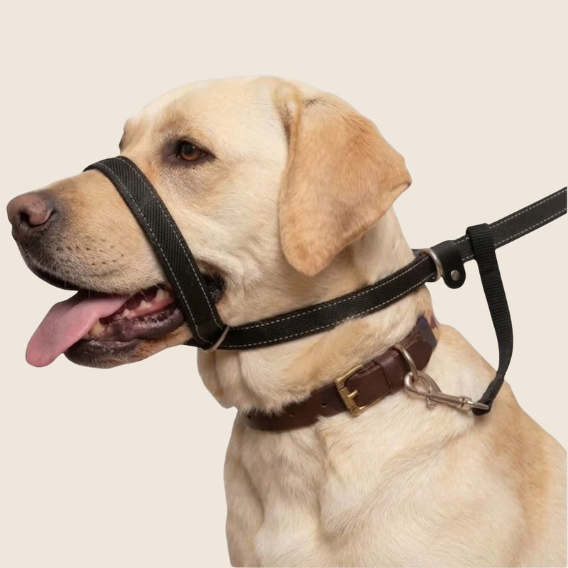 Reflective No-Pull Dog Leash with Padded Handle