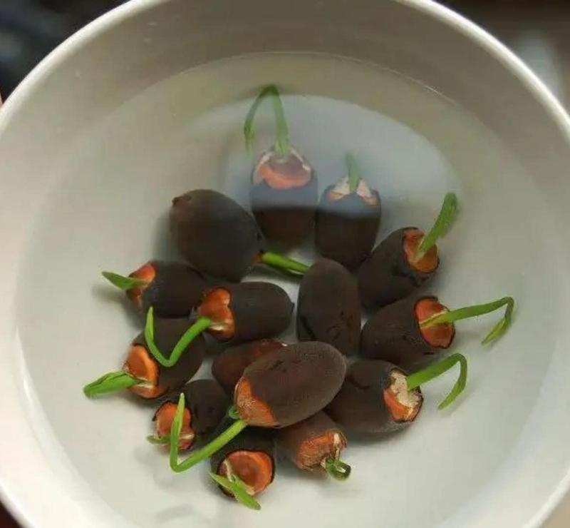 Lotus Flower Seeds for Water Gardens, Ponds and Indoor Growing