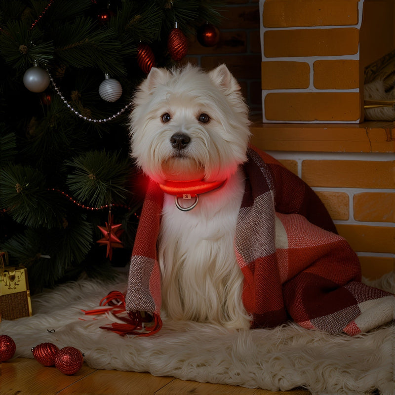 LED Dog Collar with Lighting – Visible and Safe at Night