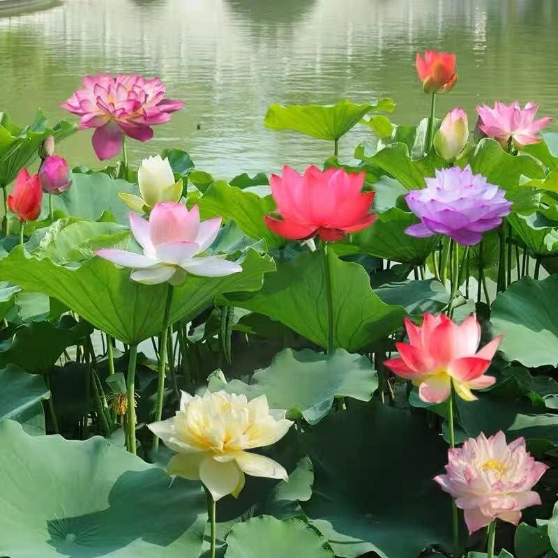 Lotus Flower Seeds for Water Gardens, Ponds and Indoor Growing