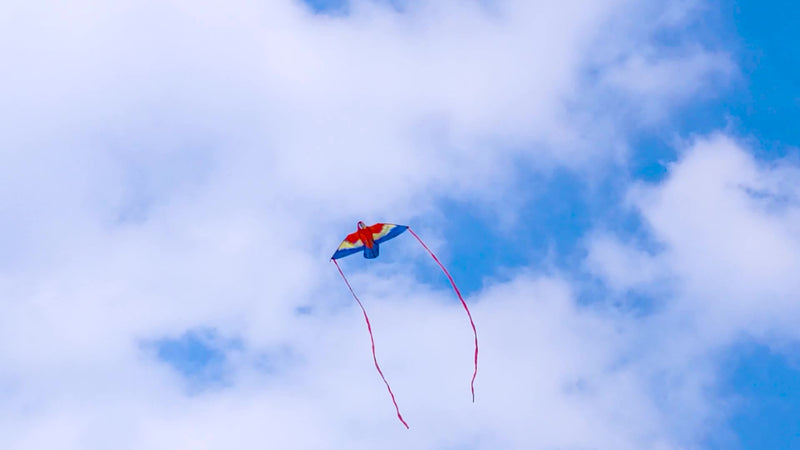 Parrot Kite with Large Colourful Wings and Long Tail Ribbons
