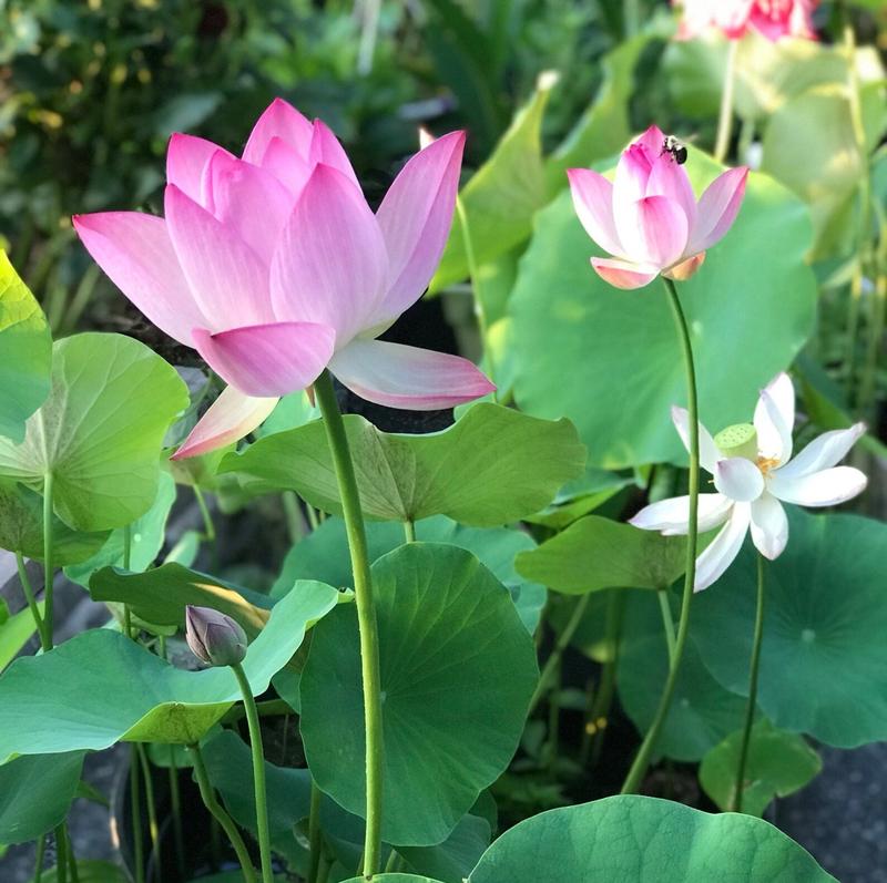 Lotus Flower Seeds for Water Gardens, Ponds and Indoor Growing