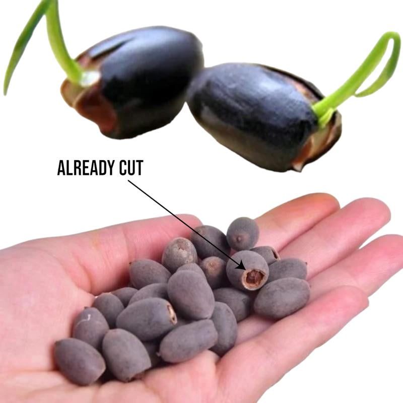 Lotus Flower Seeds for Water Gardens, Ponds and Indoor Growing