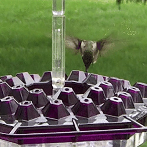 Hanging Hummingbird Feeder with Multiple Feeding Ports