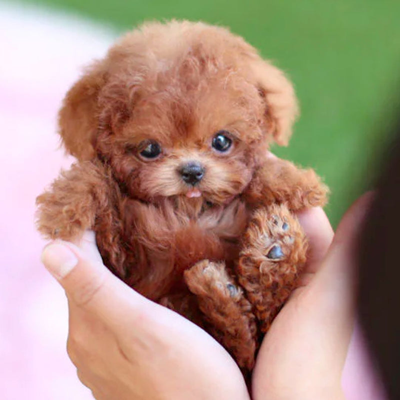 Interactive Realistic Puppy Toy with Electronic Features