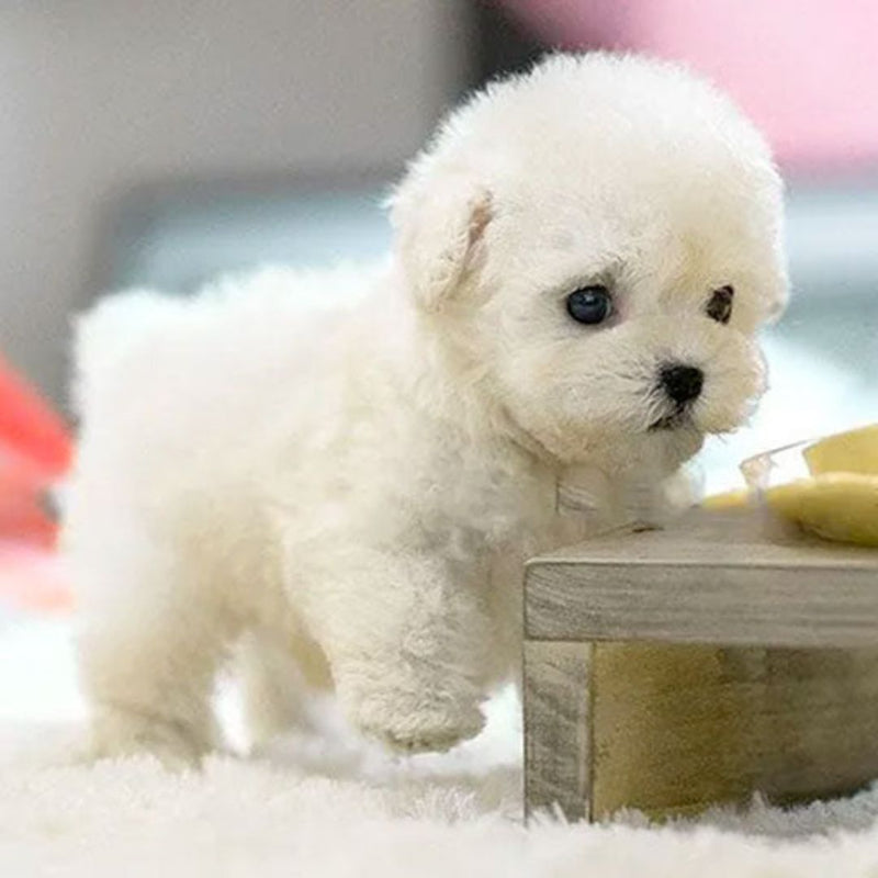 Interactive Realistic Puppy Toy with Electronic Features