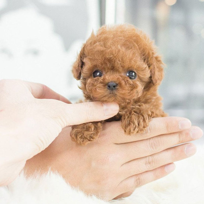 Interactive Realistic Puppy Toy with Electronic Features
