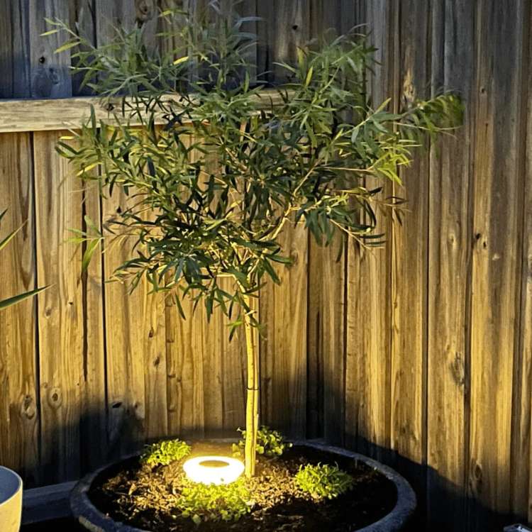 Solar Ground Lights for Pathways with Warm LED Light and Stainless Steel Housing